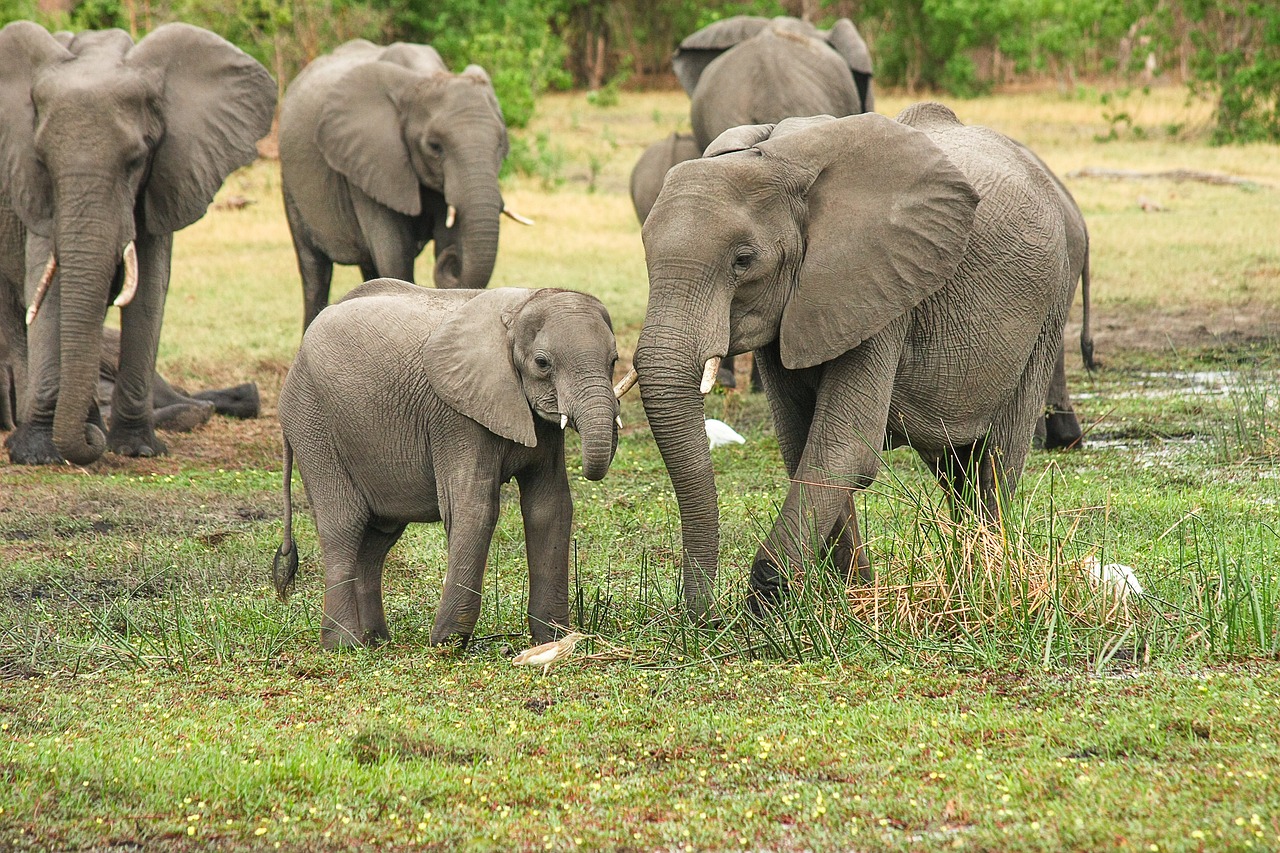 Car driver rental to visit Sariska National Park